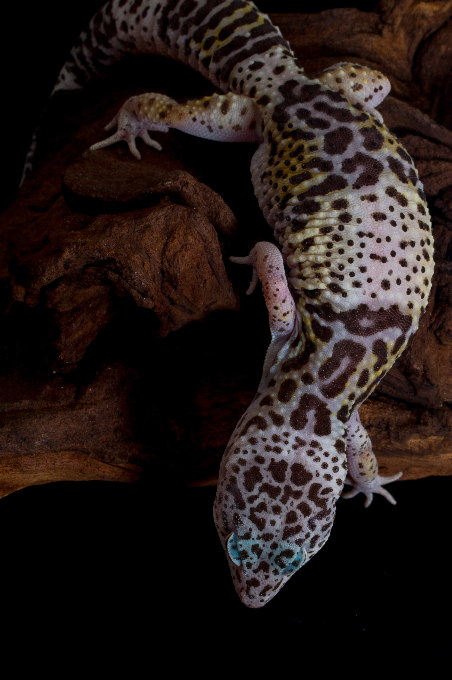 Eublepharis fuscus Leopardgecko